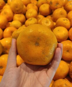 Jeruk Medan Super Jumbo 500gr