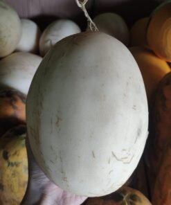 Melon Madu Sweet Net 500 gr