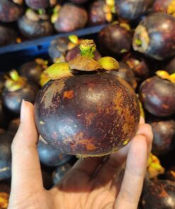 Manggis Padang Super 500gr