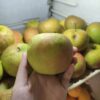 Apel Malang Jawa Timur 500gr
