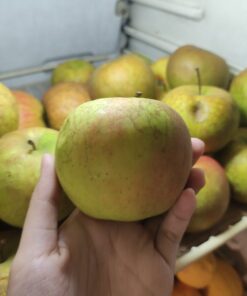 Apel Malang Jawa Timur 500gr