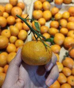 Shantang Madu 500gr